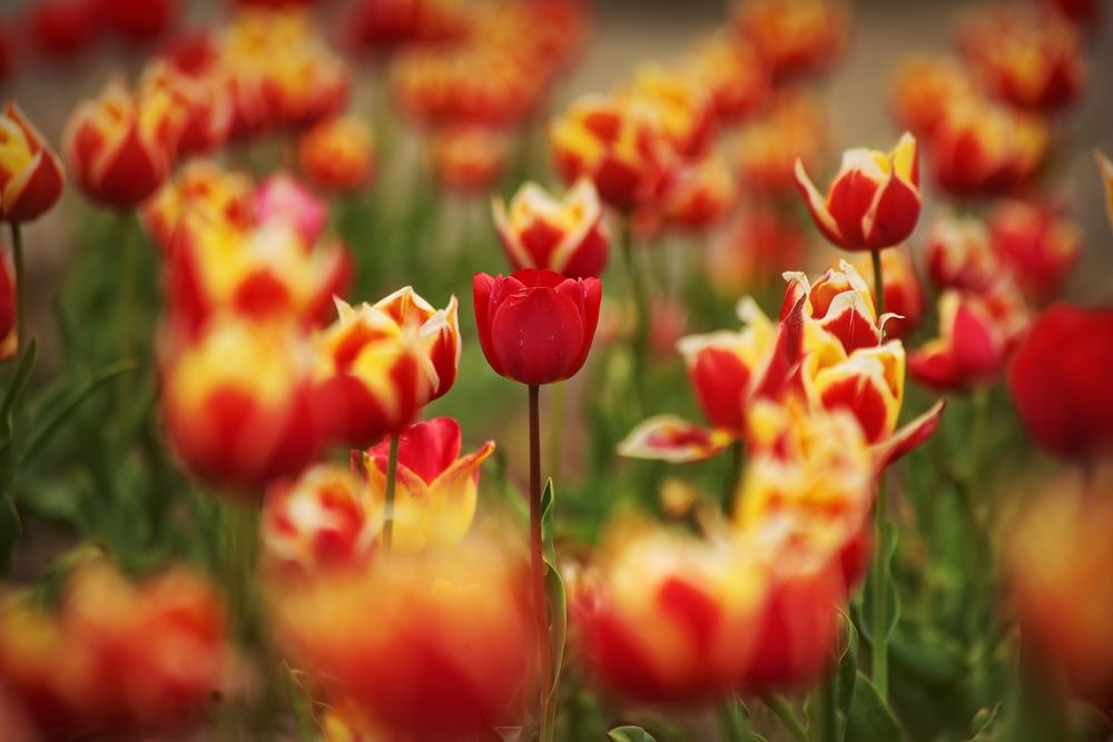 Фотография автора Татьяна Бравая