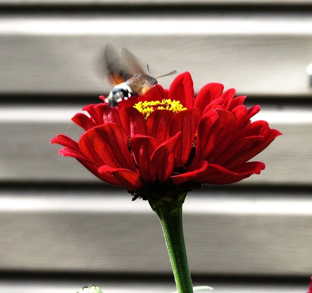 Photograph by Лариса Басова