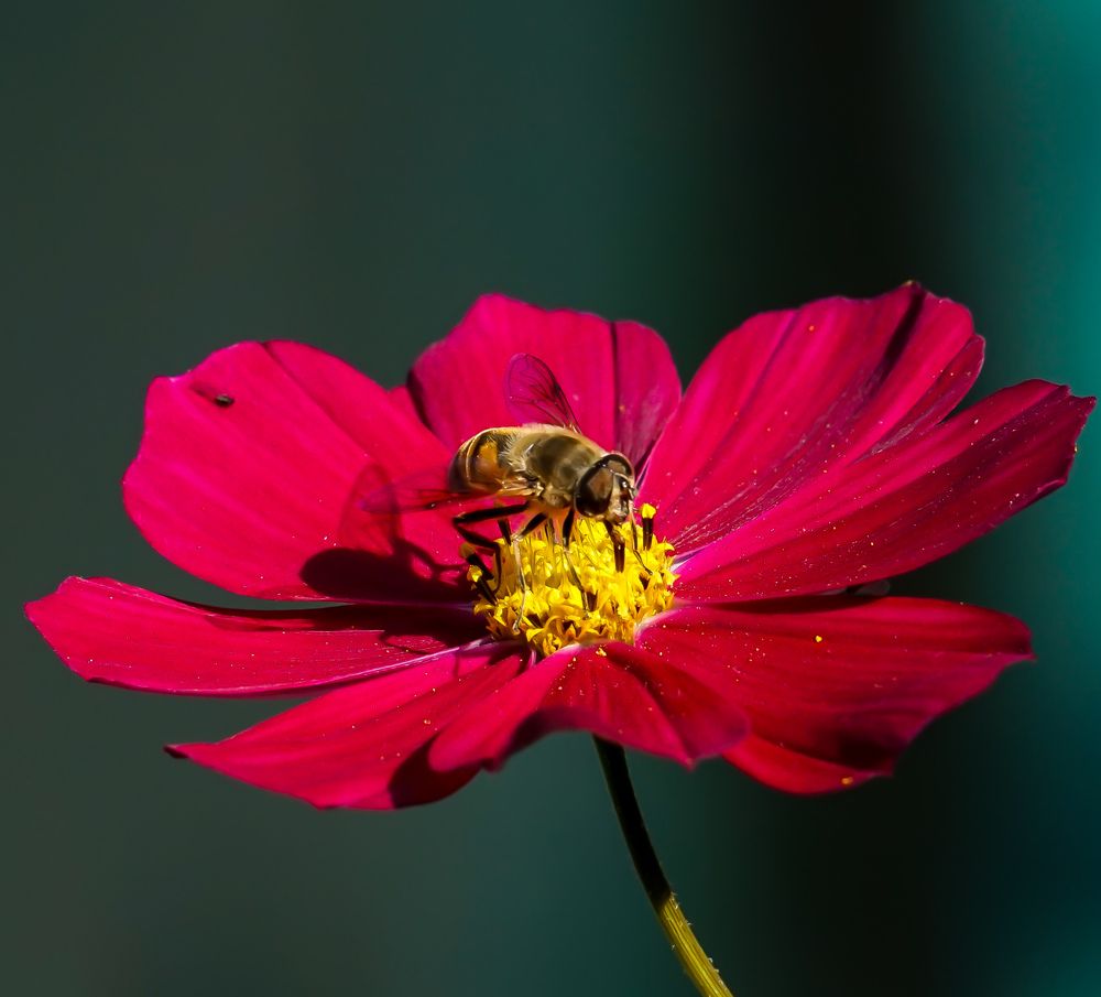 Photograph by Михаил Трусов