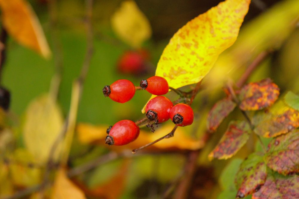 Photograph by Ирина Дмитриенко