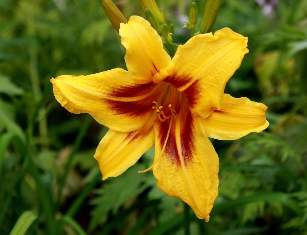 Фотография автора Nelya  Lysenko