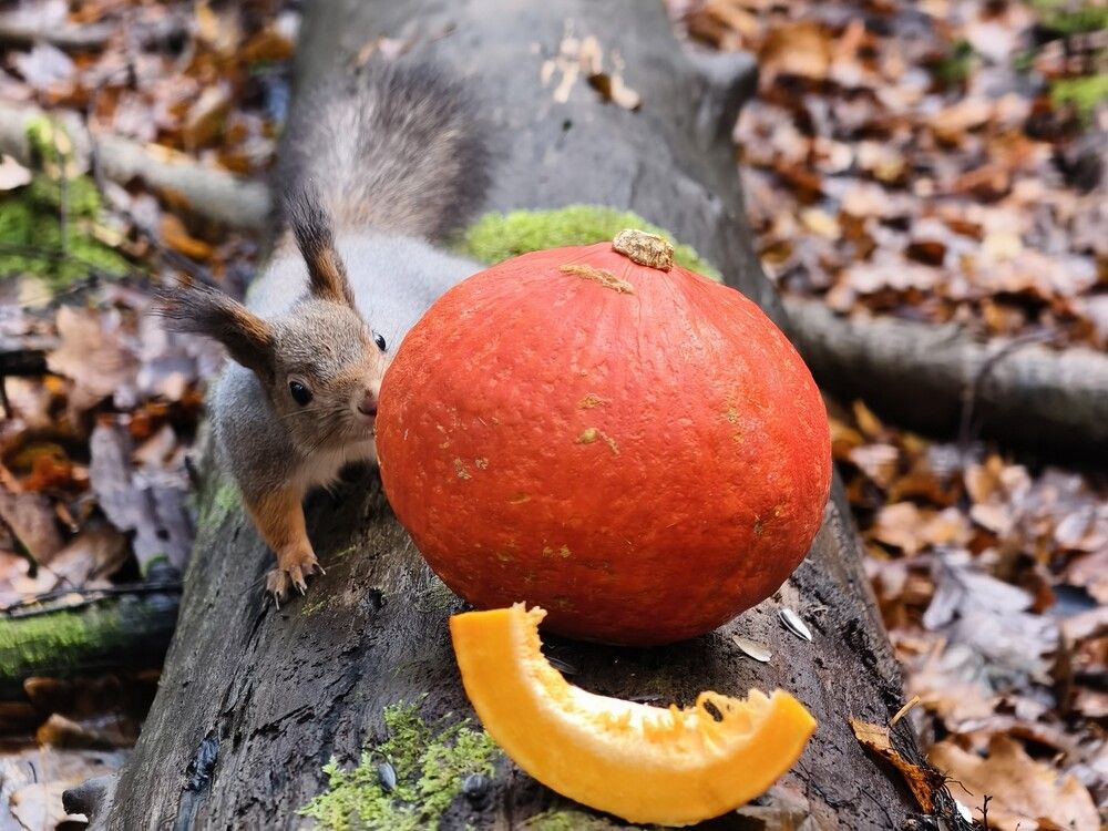 Photograph by Галина Бессуднова