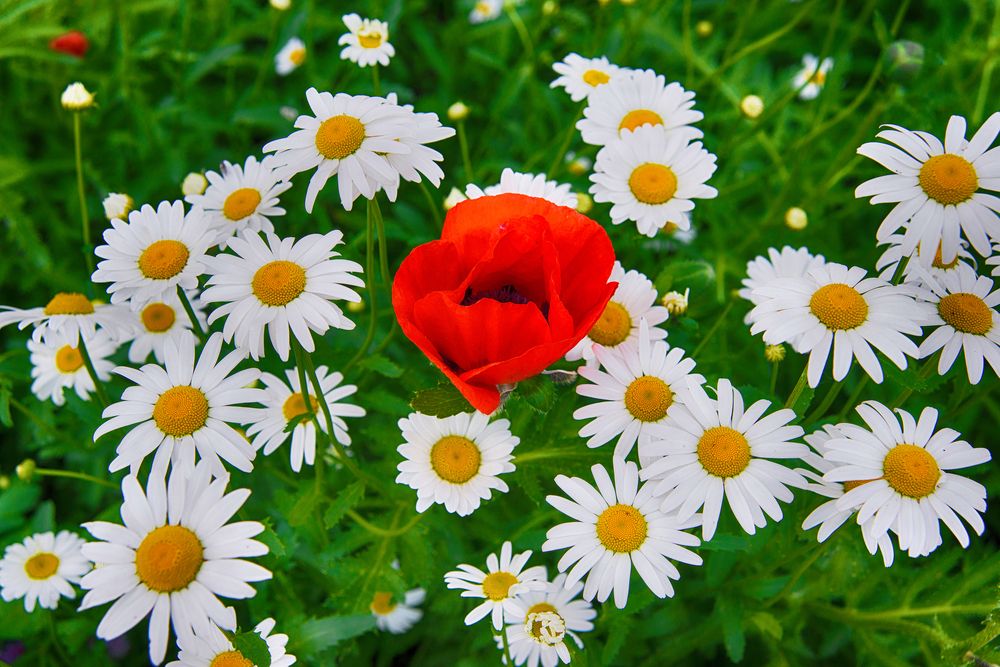 Photograph by Андрей Чуйков