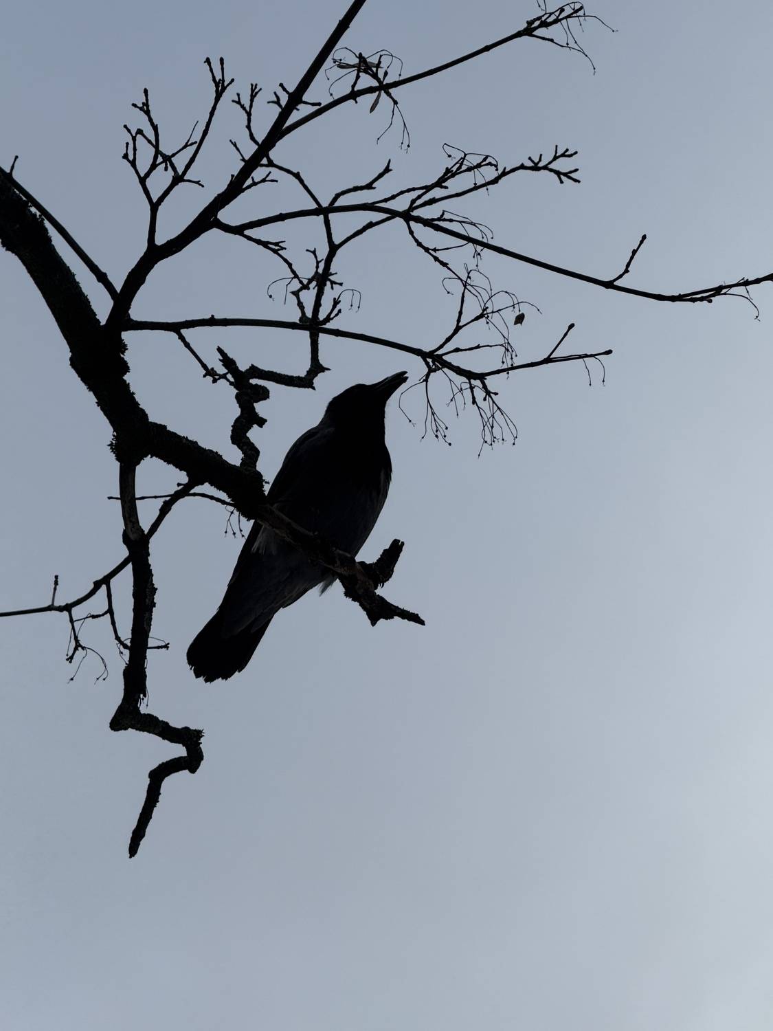 In Search of a Thought