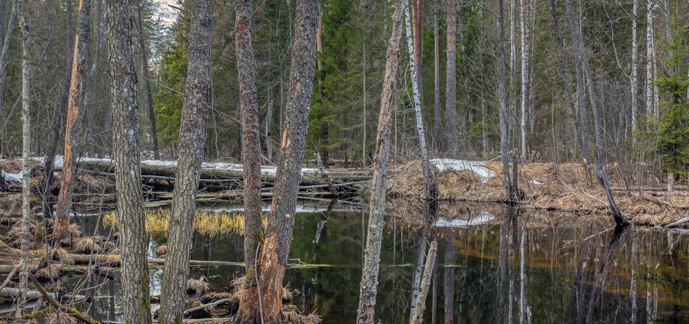 Фотография автора Александр Сальников