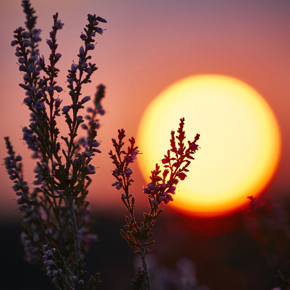 Photograph by Natalie Liedtke