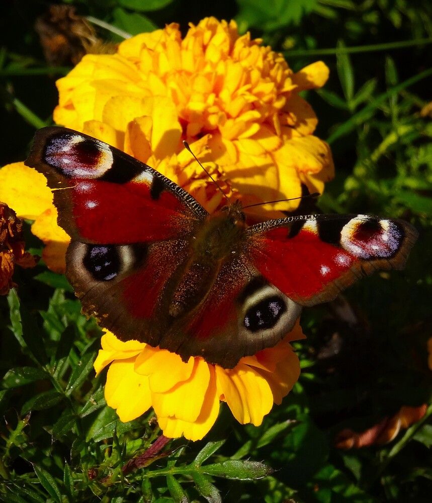 Photograph by Марина Раткун