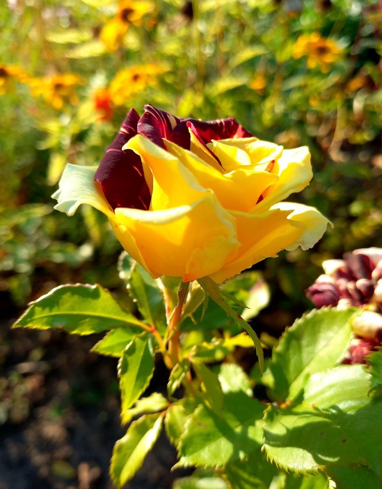Photograph by Яна