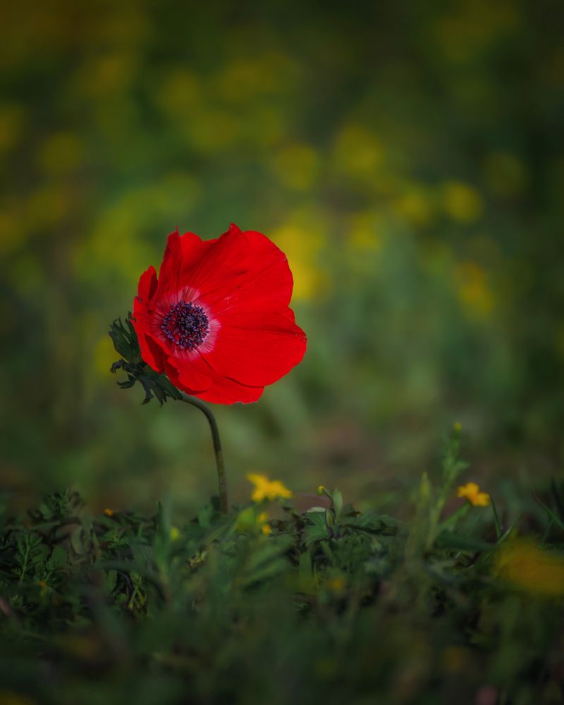 Photograph by Марина Ческис