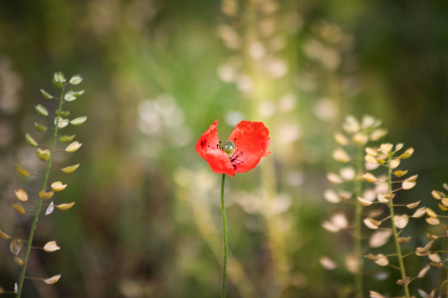 Photo #13419176