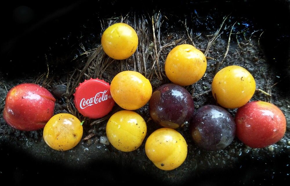 Кока-Кола / Coca-Cola