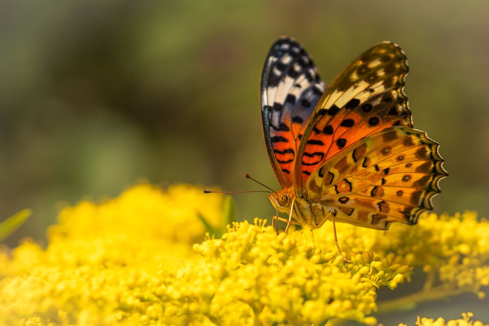 Фотография автора Suzuki Ryuta