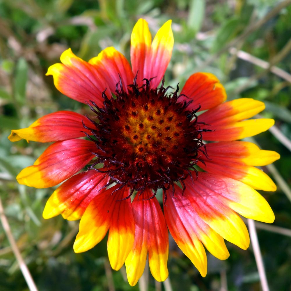 Colores de mi patria