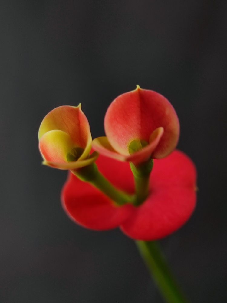 Photograph by Ирина Строкова