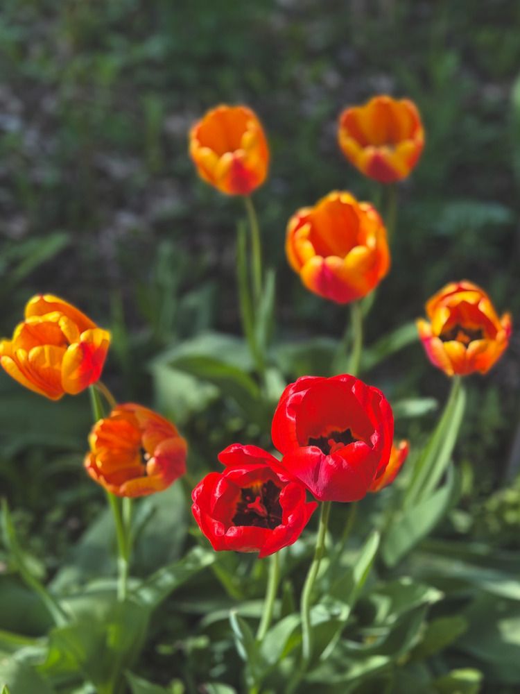 Фотография автора Елена Чулюнина