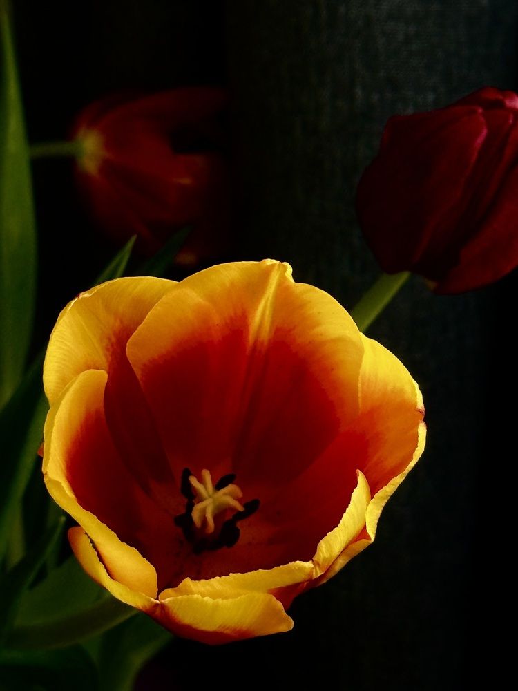 Photograph by Elena Menshikova