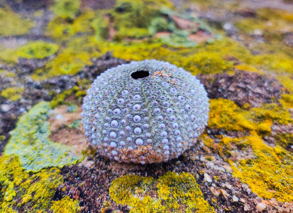 \"Sea Urchin Shell\"