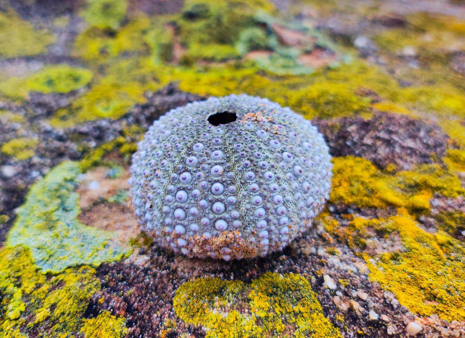 \"Sea Urchin Shell\"