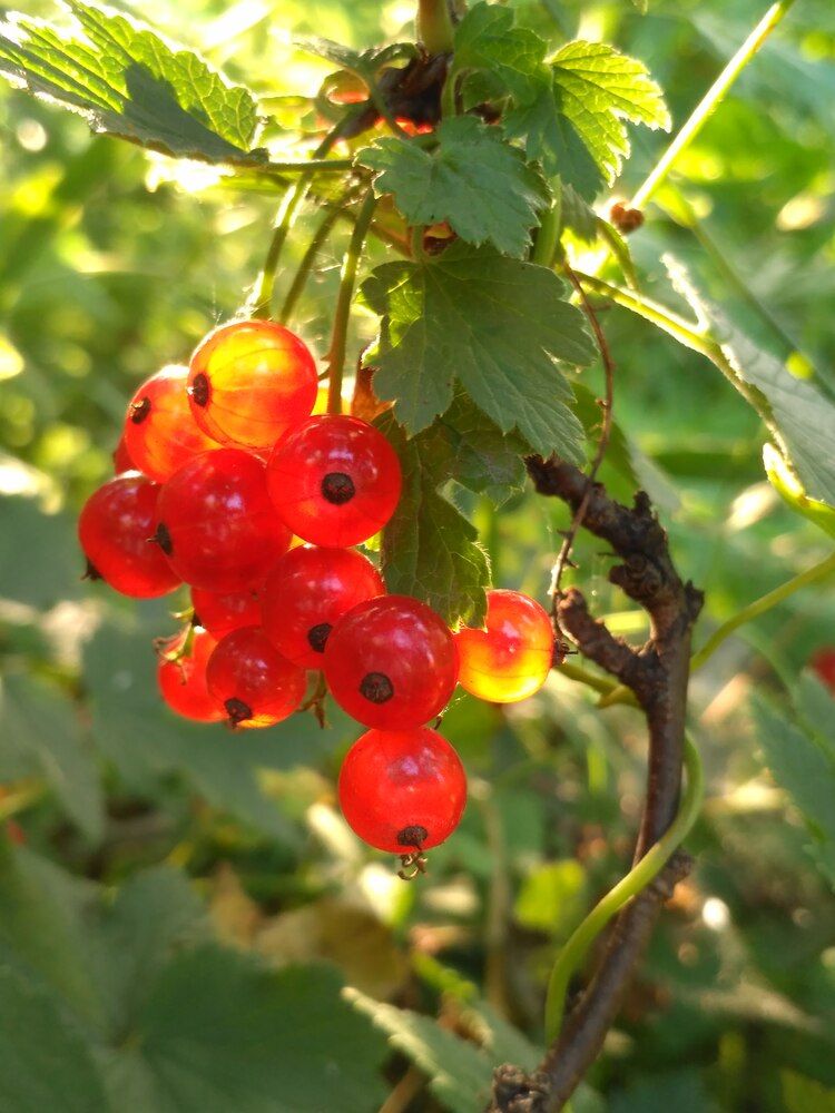 Фотография автора Inna Мakeicheva