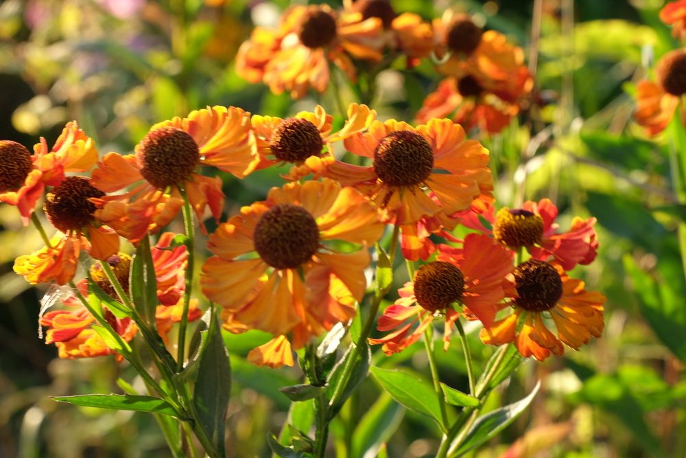 Фотография автора Наталья Липовская