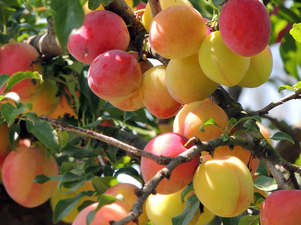 Фотография автора Савоцкий Роман