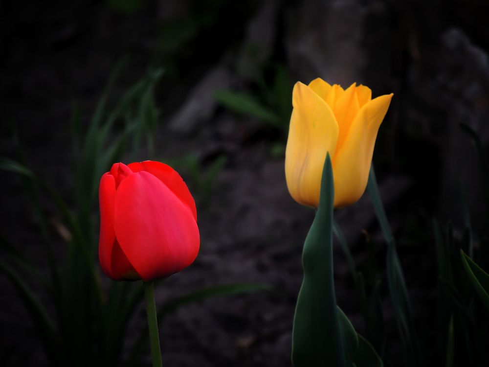 Фотография автора Савоцкий Роман