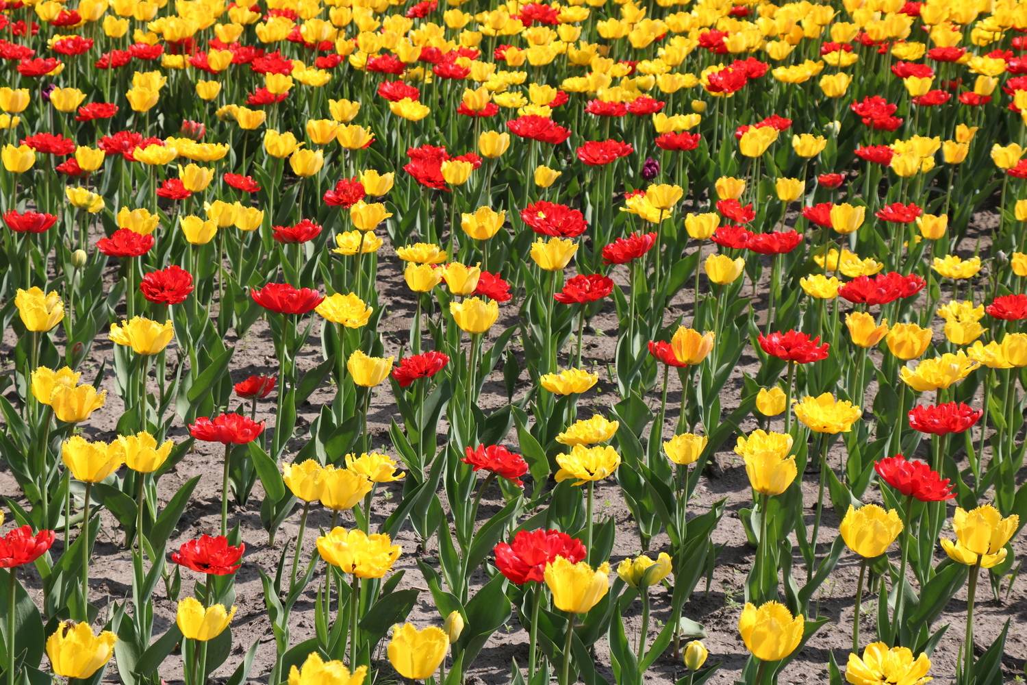 Красные и жёлтые тюльпаны