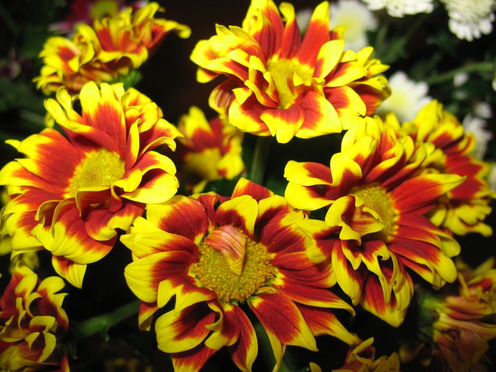 Photograph by Владимир
