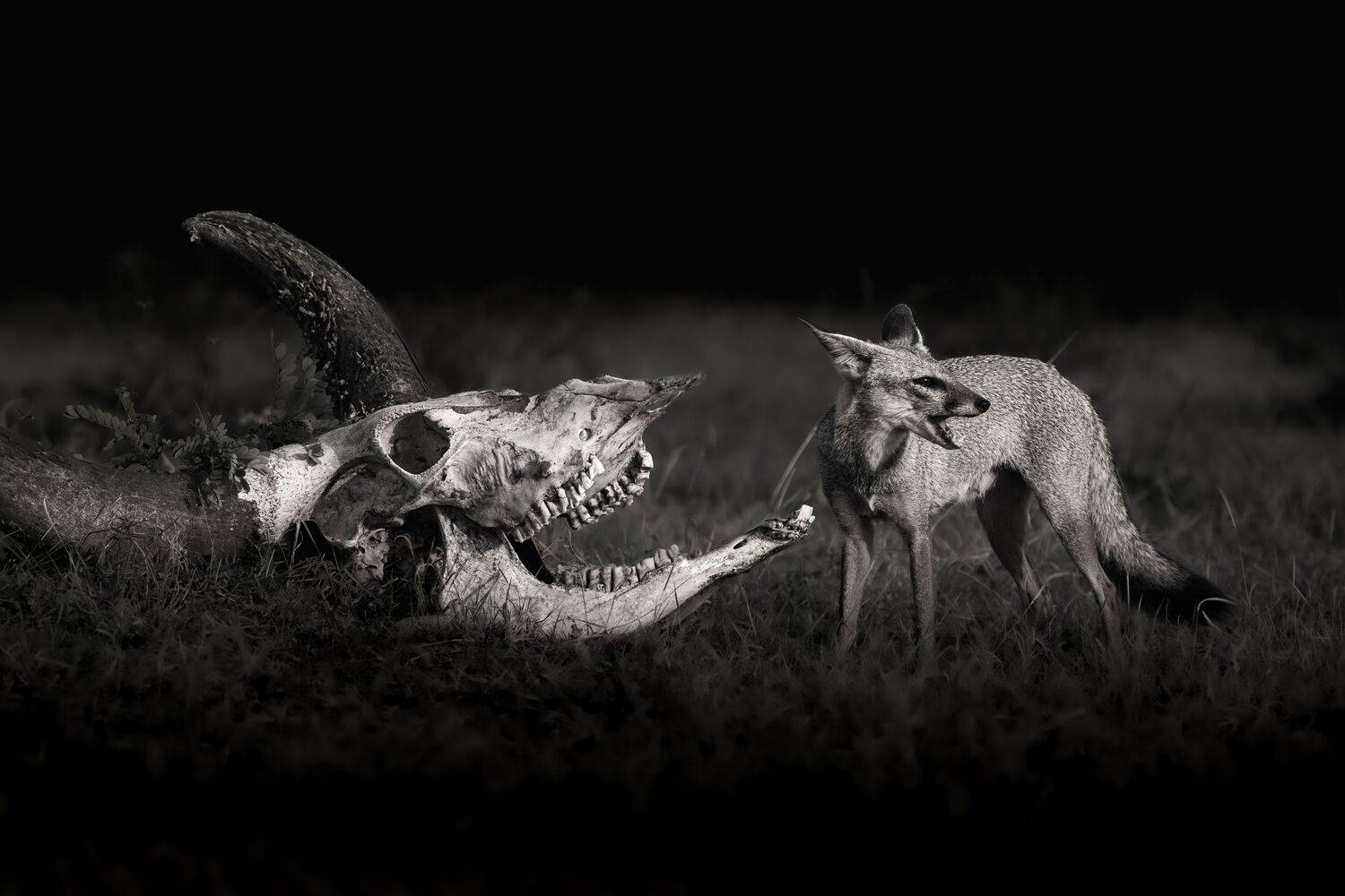 Bone and breath sharing the same ground.