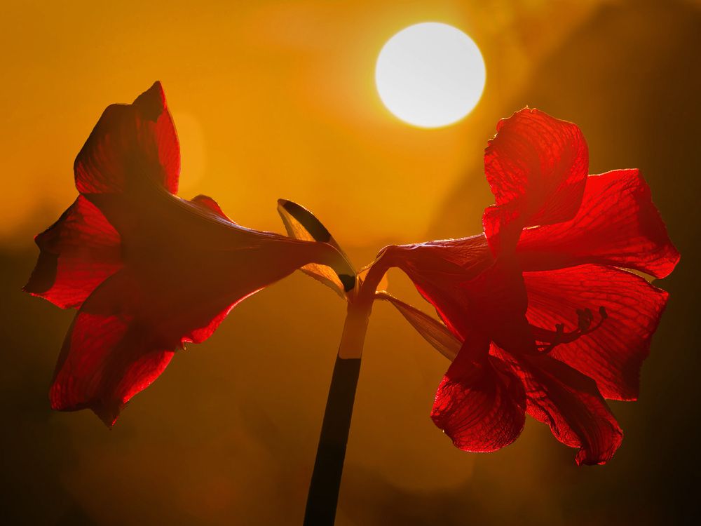 Photograph by Алексей Козлов