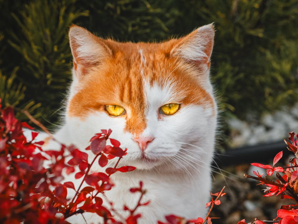 Photograph by Христина Сергейчик