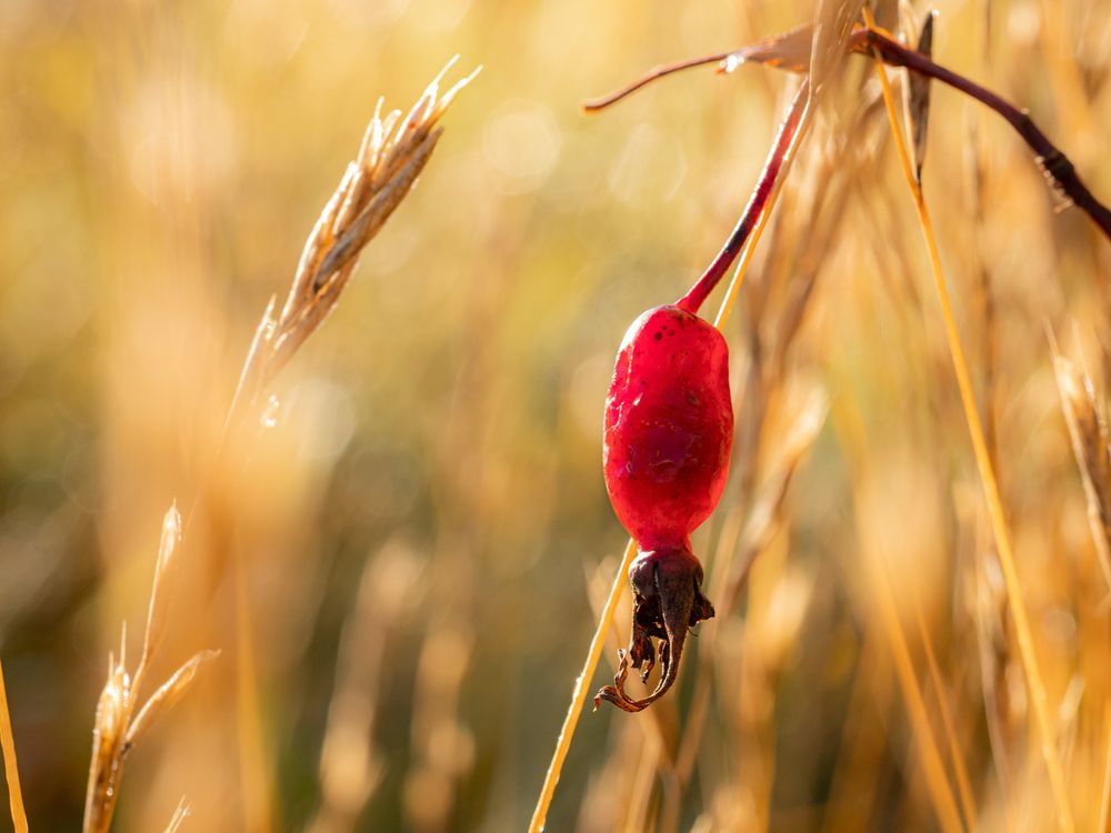 Photograph by Ameisensaur