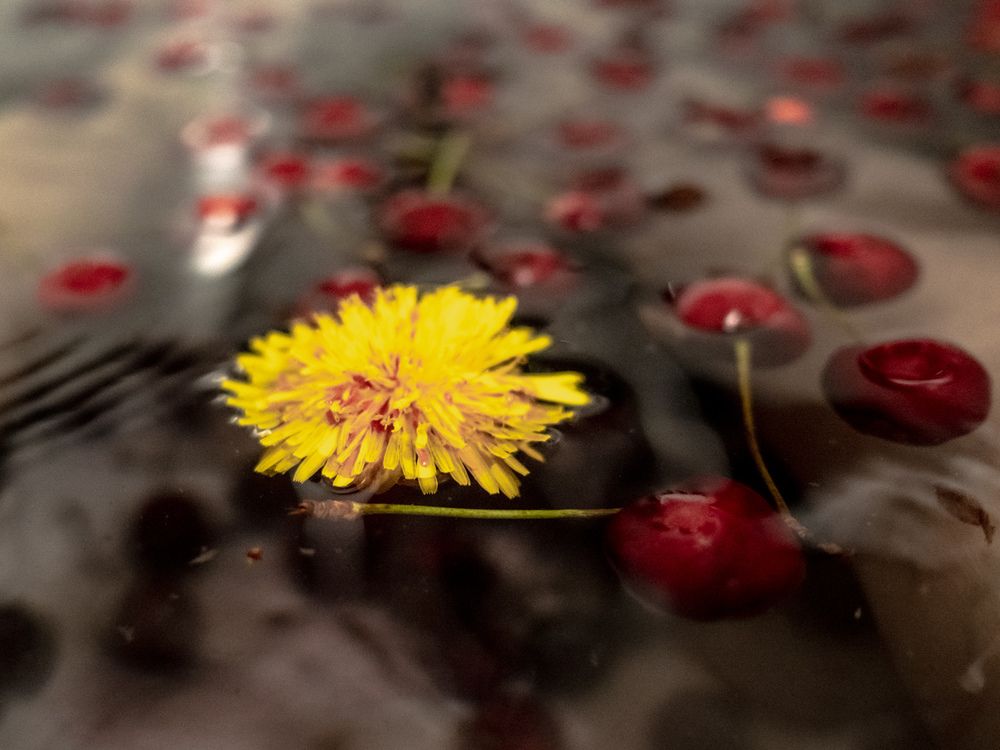 Photograph by Ameisensaur