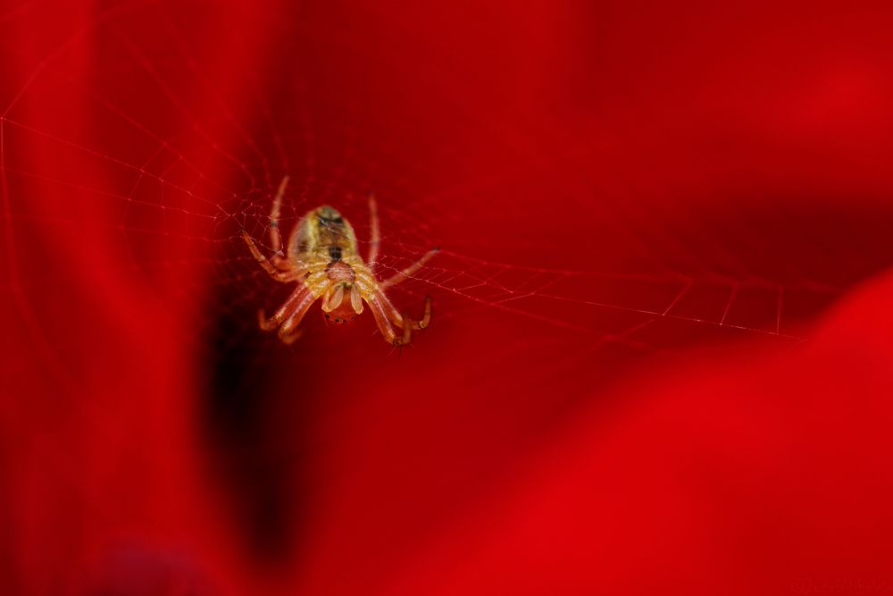 Photograph by Jozef Mihalčin