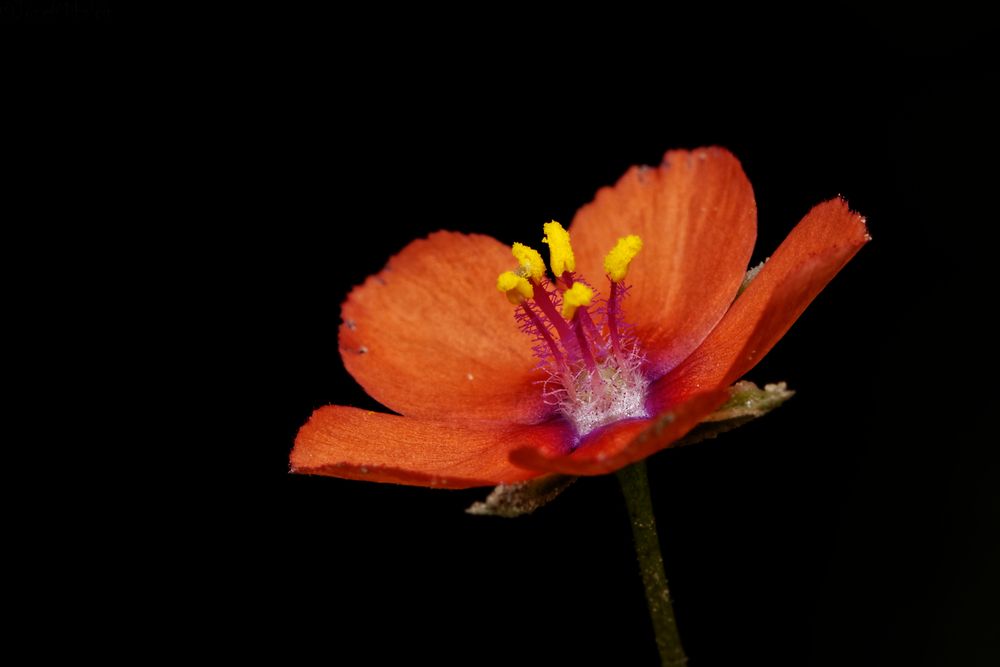 Photograph by Jozef Mihalčin