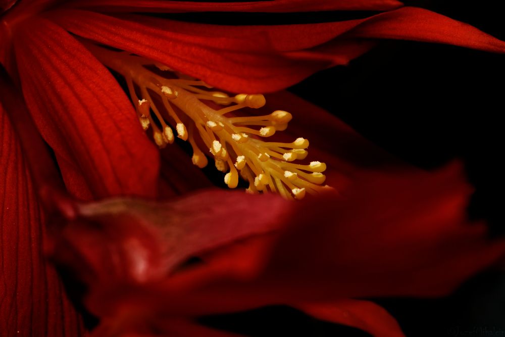 Photograph by Jozef Mihalčin