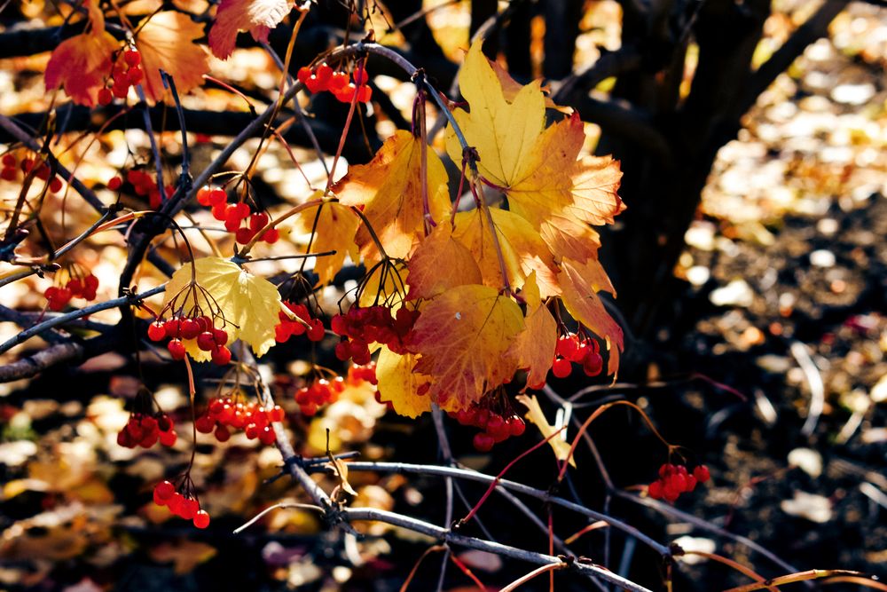 Photograph by Катрин Евстратова