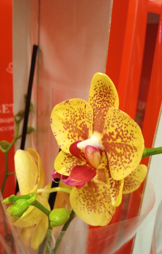 Photograph by Светлана Колбасова