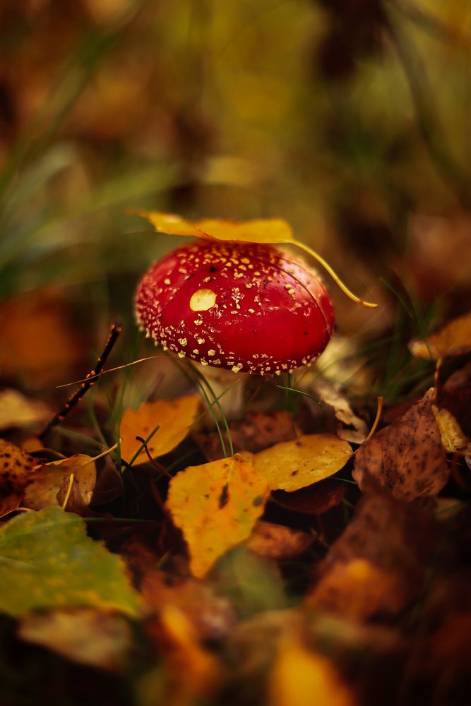 Photograph by Руслана Ковалевская