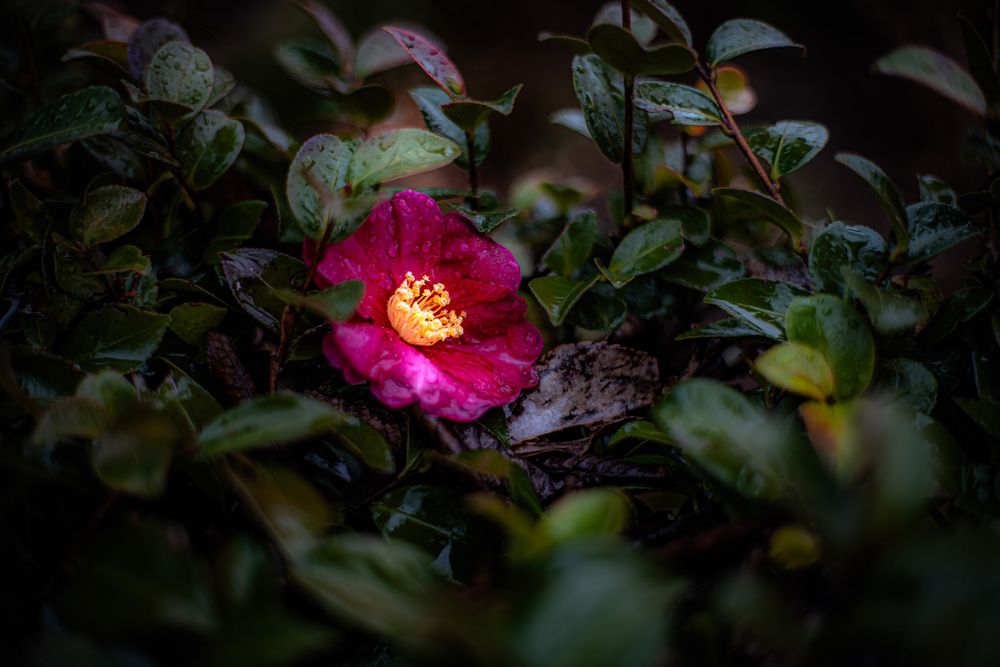 Photograph by Dyeyou