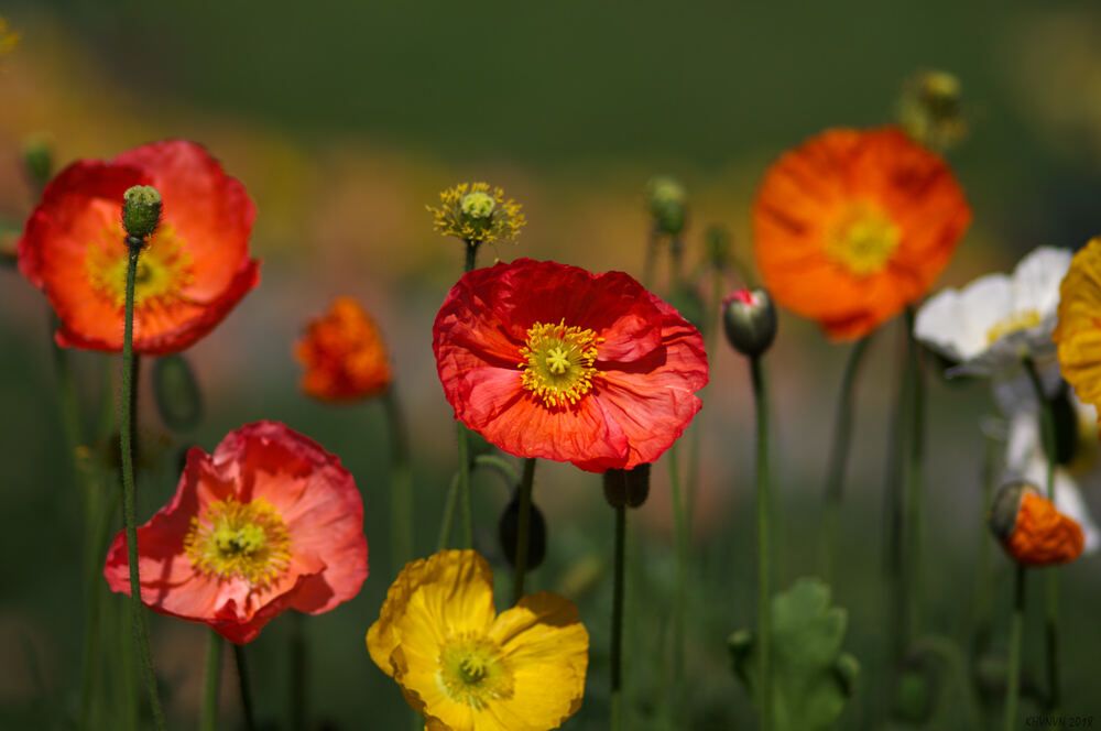 Photograph by Харламова Валентина