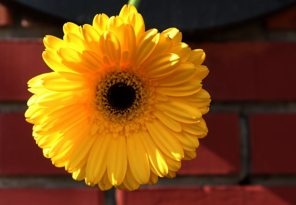 На красном фоне