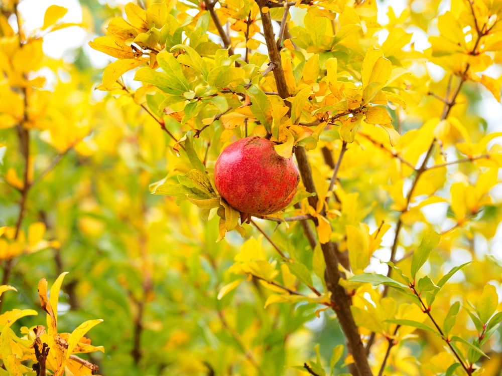 Photograph by Сергей Борисов