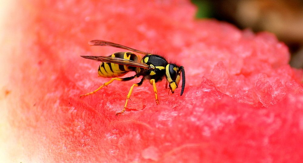 Photograph by Жанна Нечаева