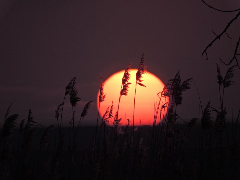 Photo #13420776