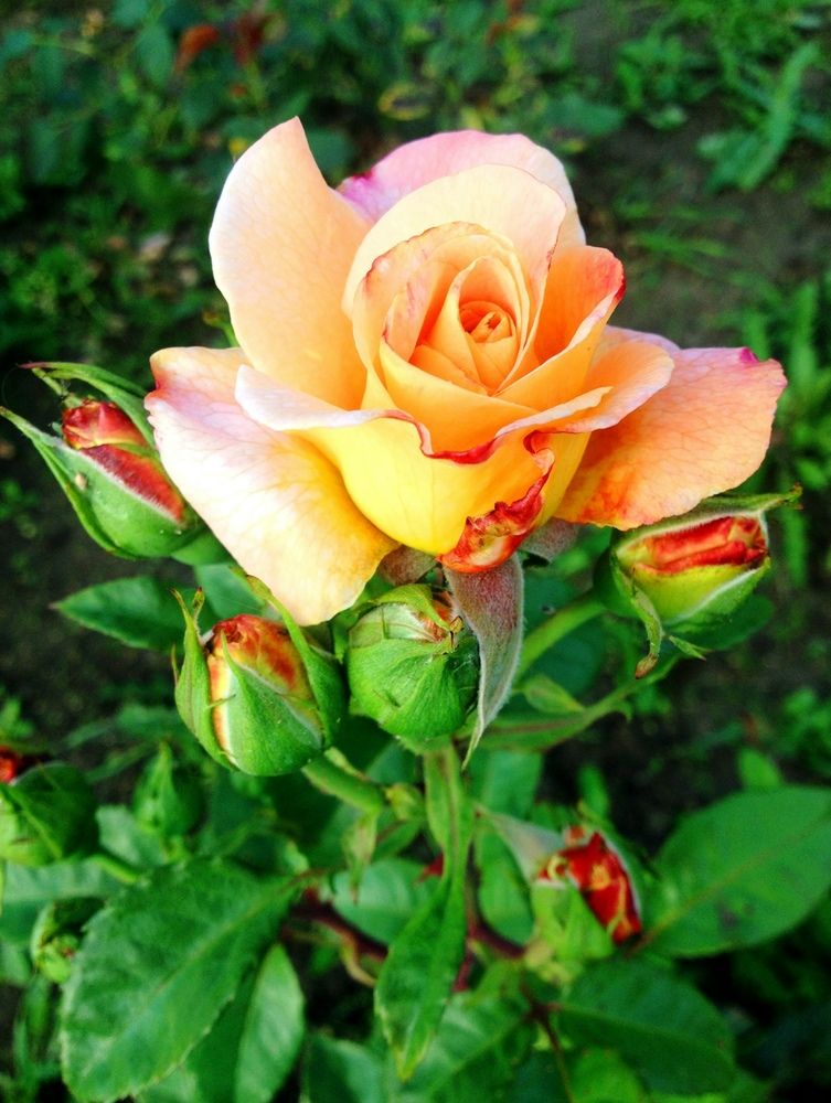 Photograph by Ирина Ильина