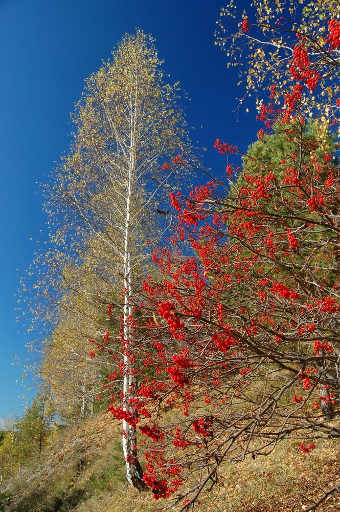 Photo #13420826