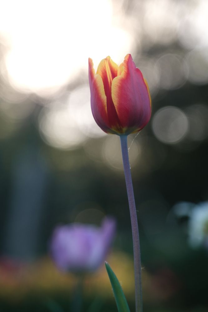 Photograph by Veronika Biró