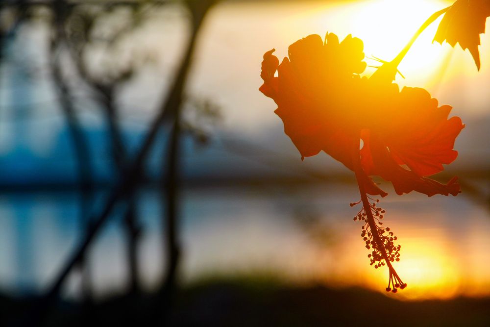 Photograph by Samuel Chan