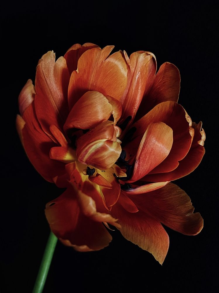 Фотография автора Олена Уманцева